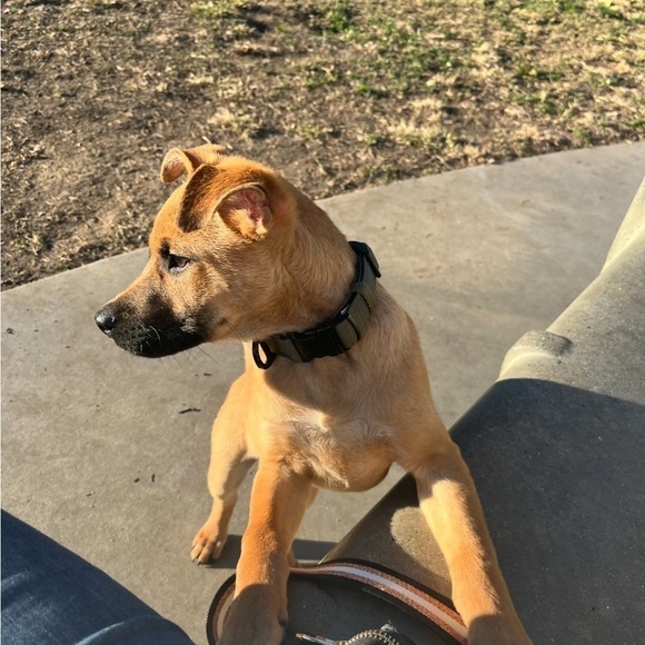 KONG Max HD Ultra Durable Neoprene Padded Dog Collar Size Small - Picture 3 of 3